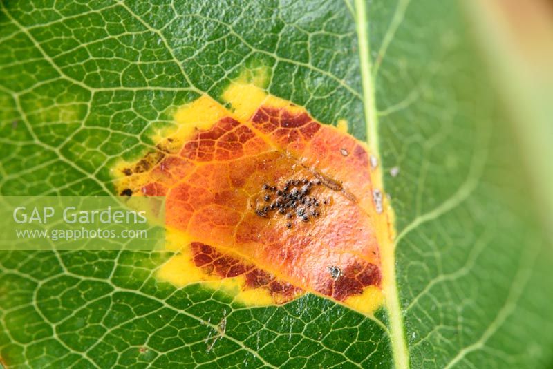 Gymnosporangium sabinae  Pear rust on leaf of pear tree Pyrus communis 'Conference'. Top surface of leaf.