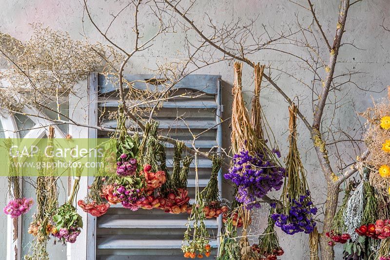 Bunches of harvested dried flowers inc everlasting flowers hanging from tree branches