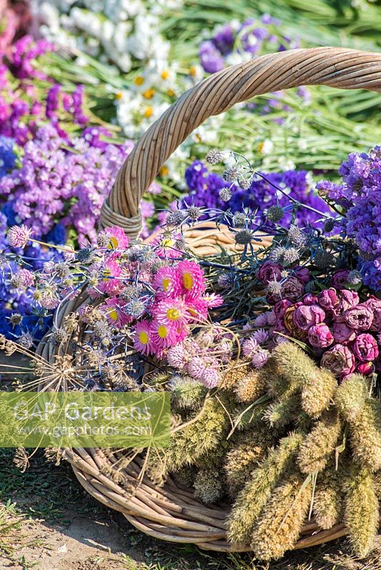 Harvested dried flowers in willow basket