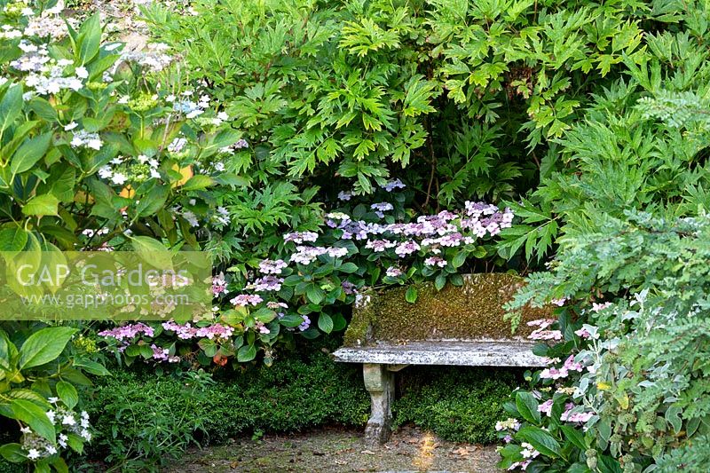 Peaceful corner of the garden with an old stone bench and surrounded with Lacecap Hydrangeas - Bonython House, Cornwall