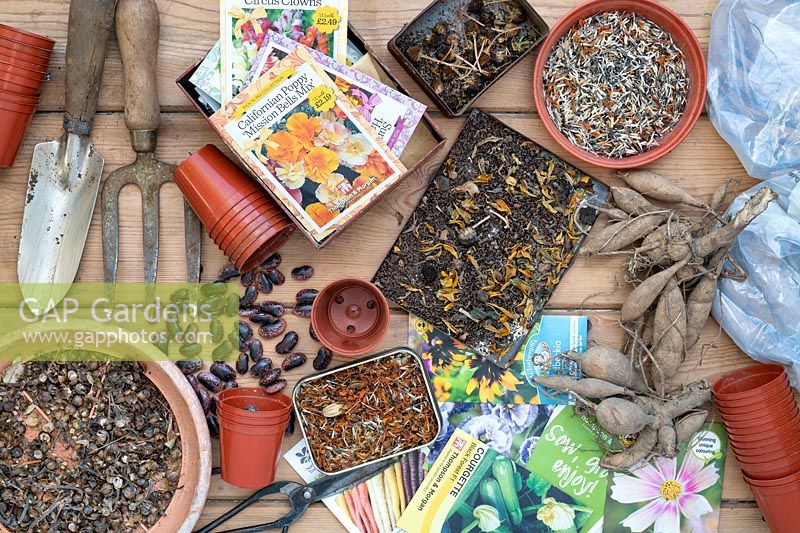 Bought and saved flower seeds with dahlia tubers, beans and garden tools