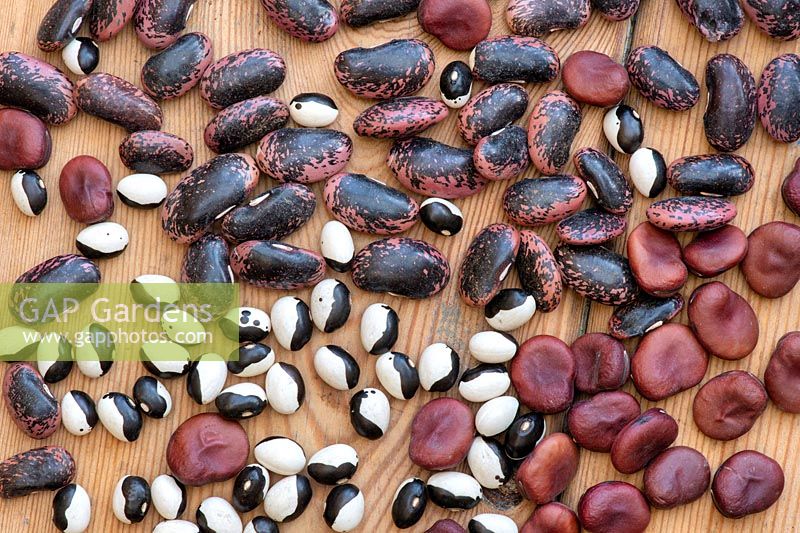 Seeds of Phaseolus vulgaris, Phaseolus coccineus and Vicia faba - Dwarf bean 'Yin yang', Broad bean 'Karmazyn' and Runner bean 'Scarlet emperor'