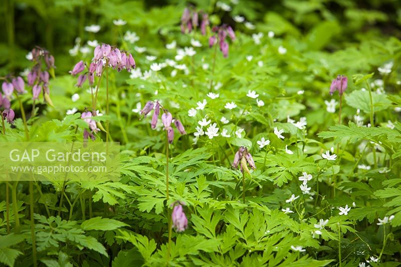 Claytonia sibirica, Dicentra formosa - Candyflower among Pacific Bleeding Heart