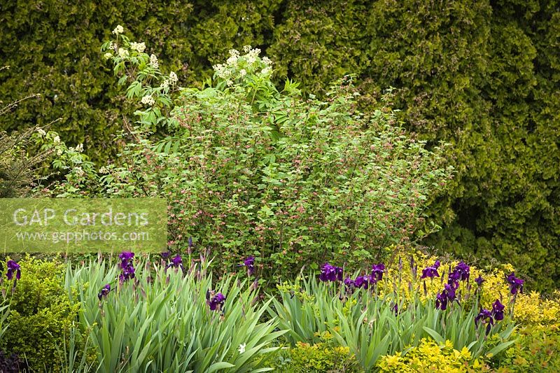 Ribes sanguineum, Iris germanica cv., Spiraea japonica 'Limemound', Sambucus racemosa - Bearded Iris with Red-flowering Currant, 'Limemound' Spiraea, Red Elderberry