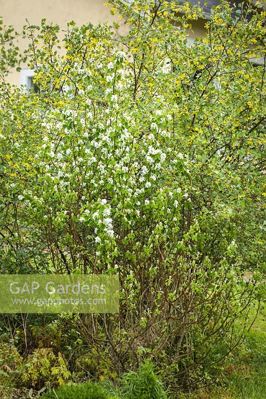Amelanchier alnifolia and Ribes aureum - Western Serviceberry with Golden Currant