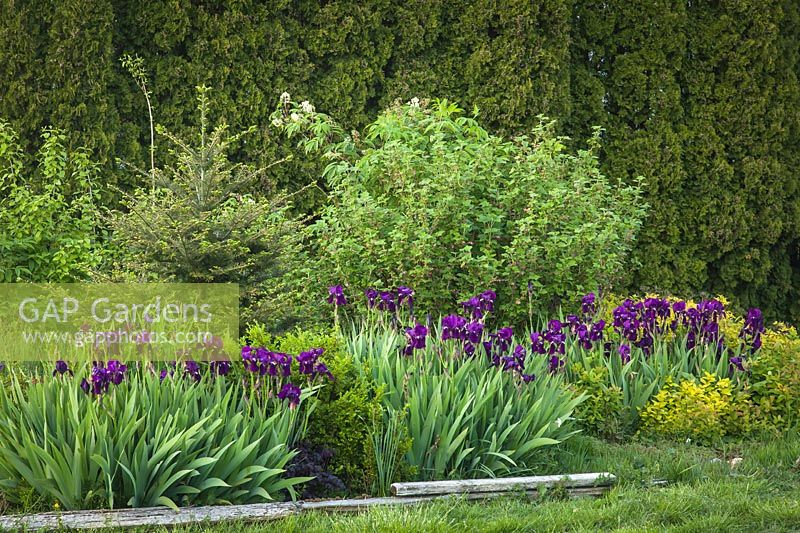 Iris germanica cv., Abies grandis, Spiraea japonica 'Limemound', Ribes sanguineum with Grand fir, Red-flowering Currant