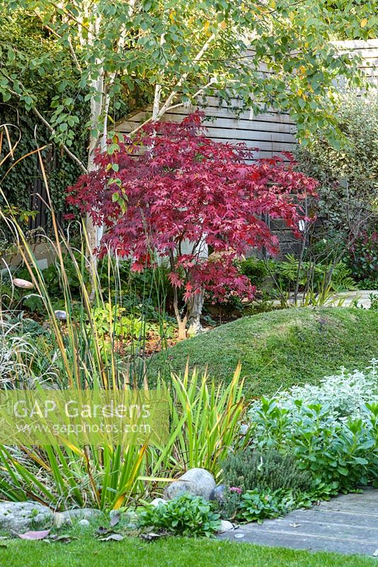 Low maintenance city garden  Garden view with Acer palmatum 'Bloodgood' and Mike Speller's sculpture