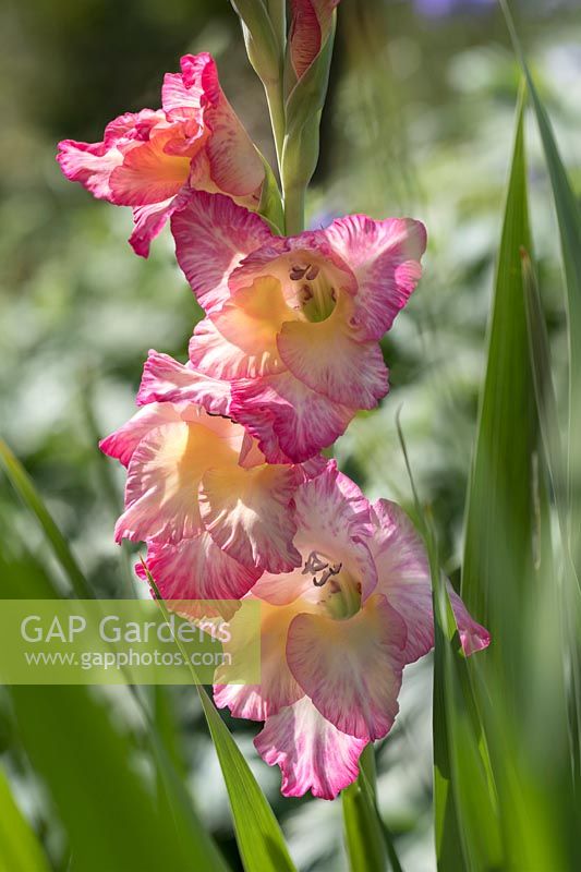 Gladiolus grandiflorus 'Flevo Cool' - Gladiolus  'Flevo Cool'