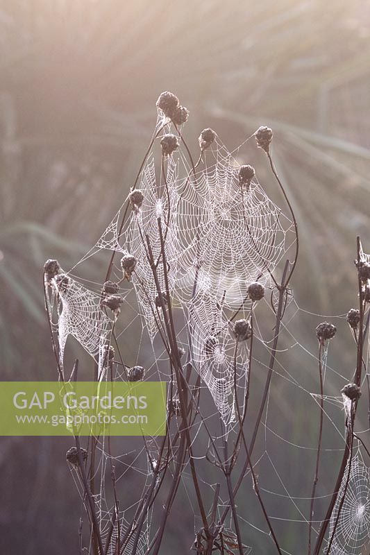 Dewy Garden spider webs on Cephalaria gigantea stems