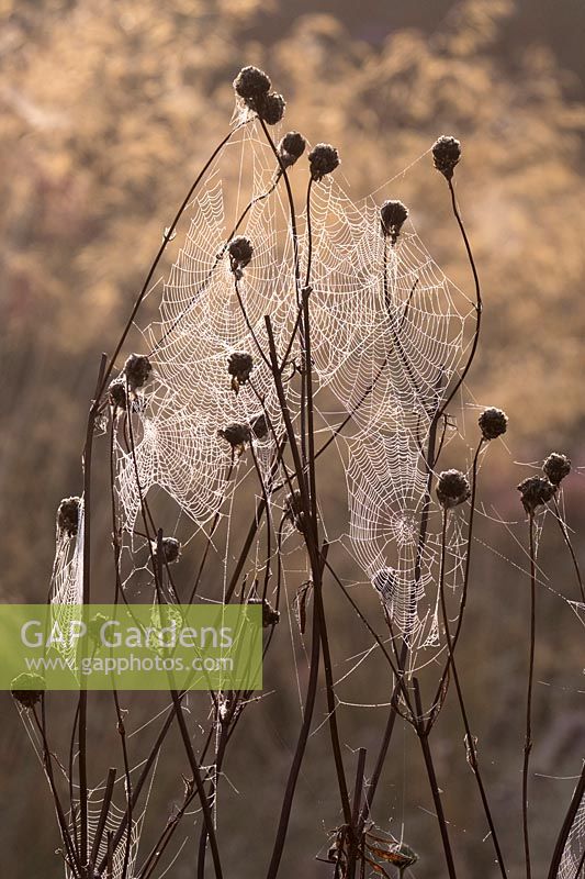 Dewy Garden spider webs on Cephalaria gigantea stems