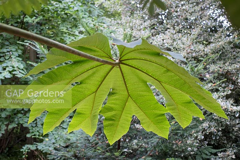 Tetrapanax papyrifer 'Rex' - Chinese rice-paper plant