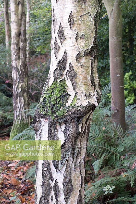 Moss growing on Betula - Silver Birch - trunk