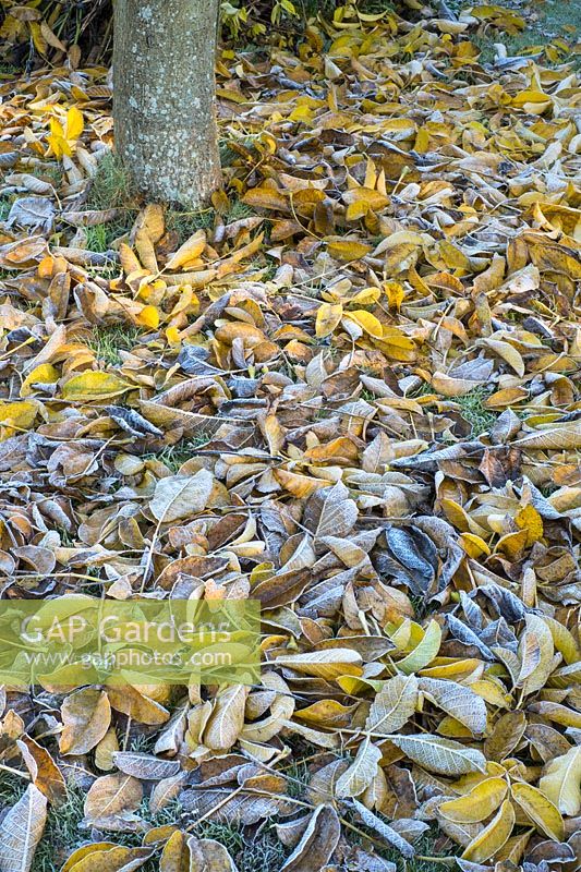 Juglans regia - Common Walnut - frosted fallen leaves