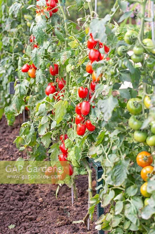Assortment of ripe and ripening tomatoes planted in a row. Edible Eden Garden. 
