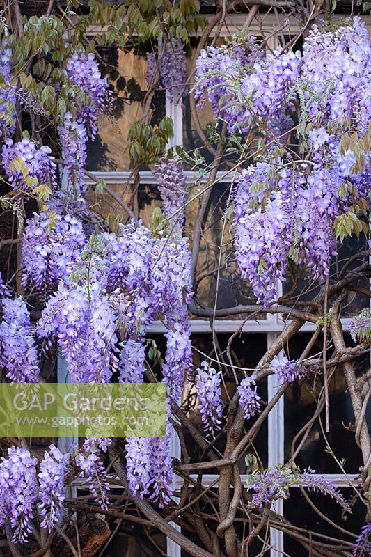 Wisteria sinensis growing against building. One of the oldest specimens in England brought from China in 1816. Fuller's Brewery in Chiswick, West London, UK.
