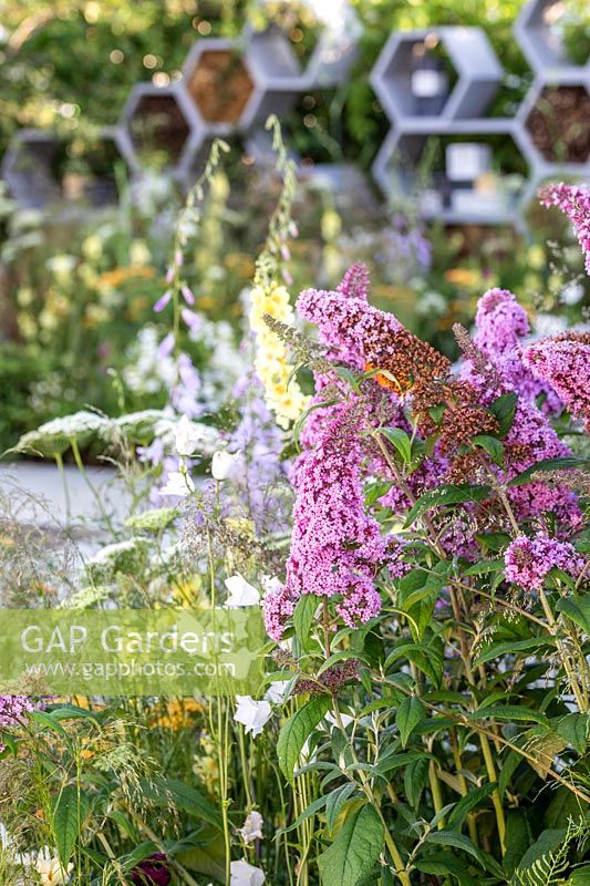 Naturalistic border with Buddleja 'Pink Delight' The Urban Pollinator garden- Hampton Court Flower Festival 2019