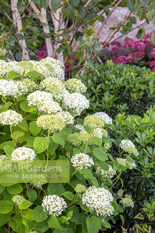 Border with Hydrangea arborescens 'Strong Annabelle' with Pittosporum tobira 'Nanum', Hydrangea arborescens 'Ruby' and birch in background