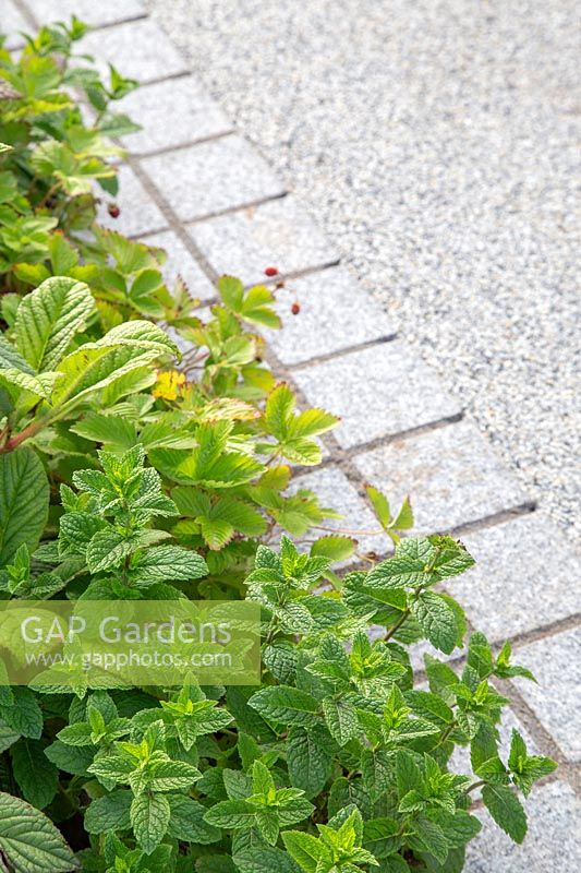 Mint growing in border infront of resin bound pathway with contemporary stone edging