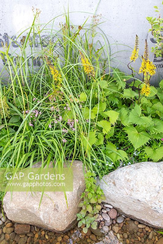 Pond edged with large rocks with water loving vegetation and concrete pipe behind. The Thames Water Flourishing Future Garden - Hampton Court Flower Festival 2019