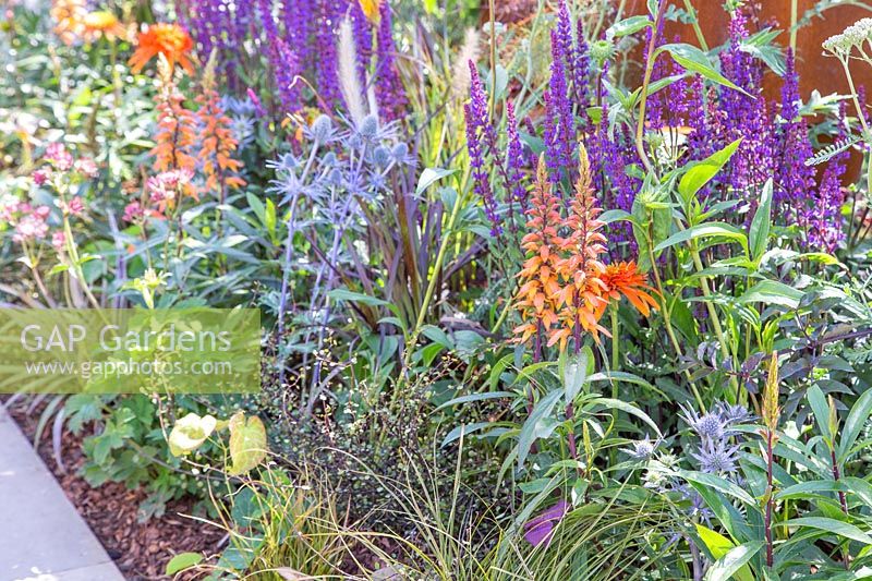 Summer border with colourful planting including purple Salvia sylvestris 'Mainacht', Isoplexis canariensis Canary Island foxglove, Astelia 'Westland' and Eryngium planum - sea holly. The Lower Barn Farm Outdoor Living Garden - Hampton Court Flower Festival 2019 