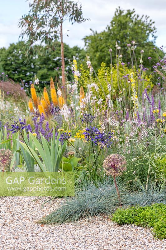 A gravel border full of colourful, drought resistant plants including Allium cristophii, Agapanthus 'Back in Black' and Festuca glauca. Beth Chatto: The Drought Resistant Garden, Hampton Court Flower Festival, 2019.
