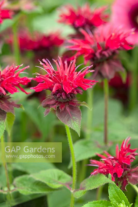 Monarda didyma 'Fireball'