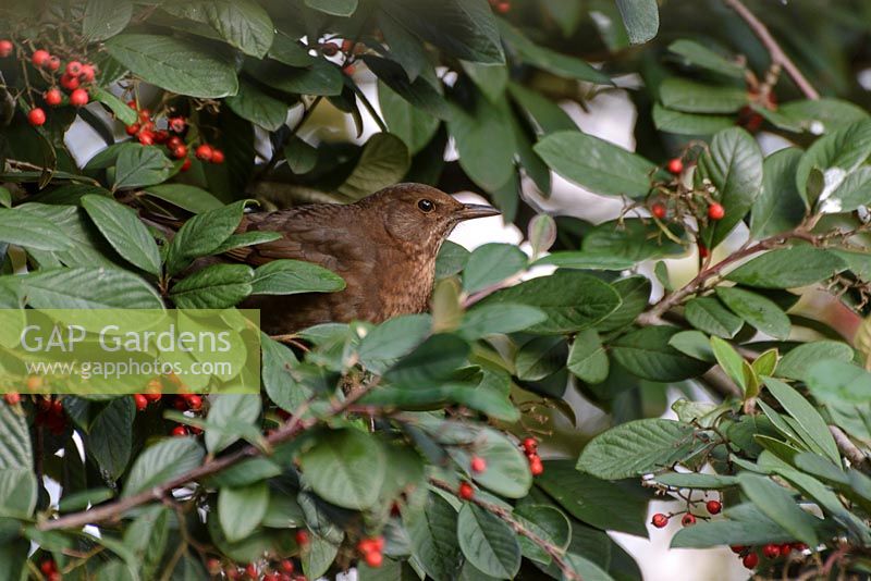 Turdus merula - Female Blackbird - amongst red berries on a Cotoneaster lacteus 