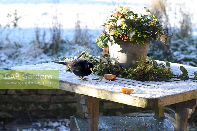 Turdus merula - Male blackbird on a garden table with frost and snow in January. 