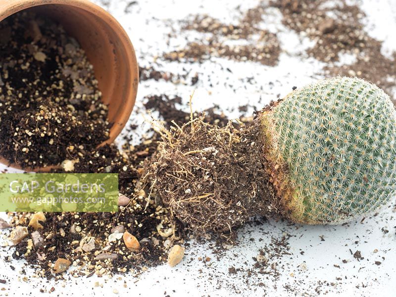 Separating healthy cactus from rotten portion.