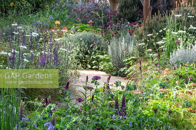 View of desert-like sand path surrounded mixed borders with tropical and Mediterranean plants. The Winton Beauty of Mathematics Garden. The RHS Chelsea Flower Show, 2016. Sponsor: Winton.
