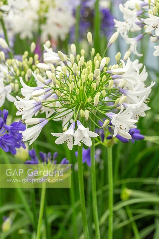 Agapanthus 'Twister' - African Lily 'Twister' 