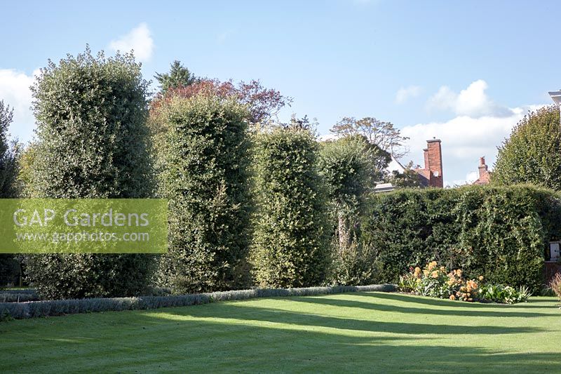 Looking across shadows on grass lawn to avenue of cylinder Holm oaks. Garden designed by Gertrude Jekyll and Edwin Lutyens.
