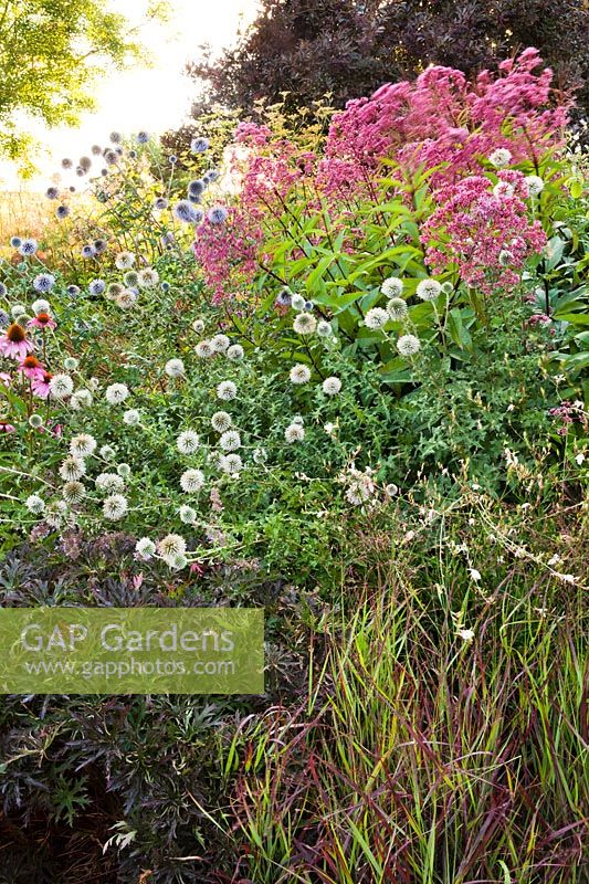 Summer border with Geranium 'Femme Fatale', Eupatorium maculatum 'Riesenschirm', Panicum virgatum 'Shenandoah', Echinacea purpurea 'Leuchtstern' and Echinops.