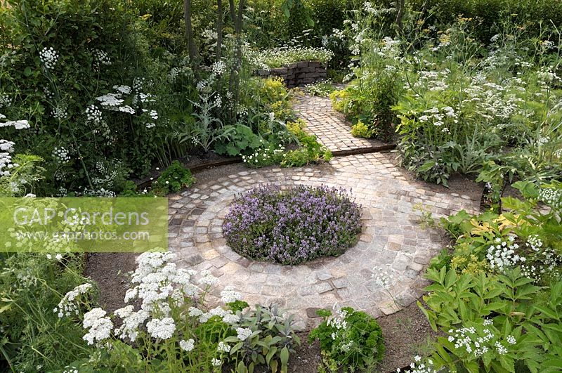 Thymus bed on circuitous path laid with porphyry setts surrounded by Ammi visnaga and Ammi majus. The Health and Wellbeing Garden, RHS Hampton Court Palace Flower Show, 2018. 