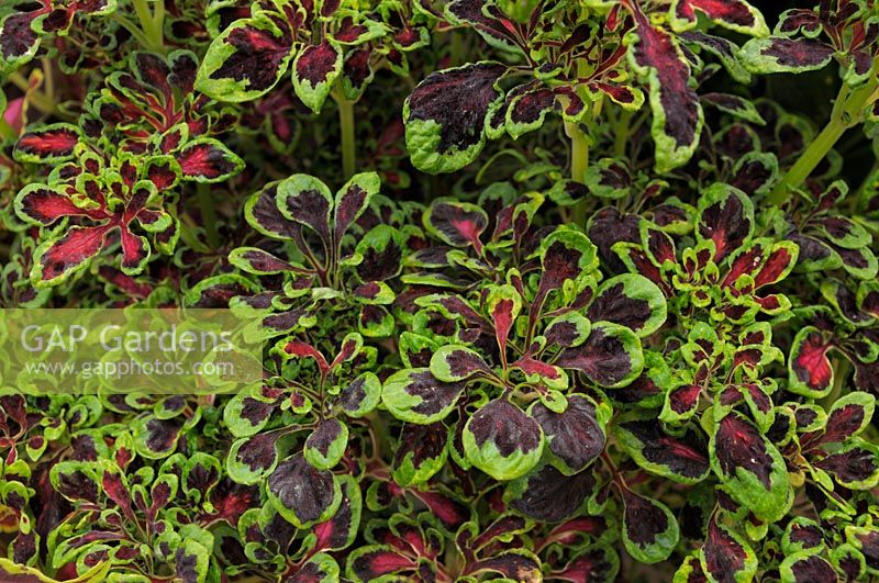 Solenostemon 'Fire Fingers' - Coleus or Flame Nettle