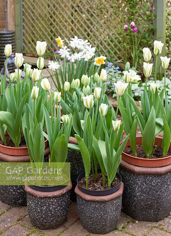 Tulipa 'Spring Green' in pots with Narcissus 'Sail Boat', Tulipa 'Rems Favourite'  and  Brunnera macrophylla 'Silver Wings'