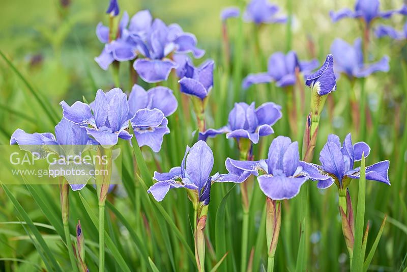 Iris sibirica 'Silver Edge' - Siberian Iris 'Silver Edge'