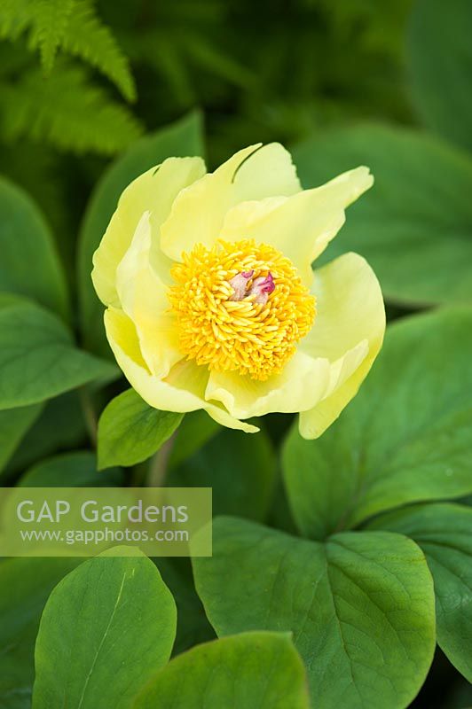 Paeonia mlokosewitschii