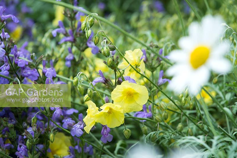 Salva officinalis and Helianthemum 'Wisley Primrose' with Anthemis cupaniana in the foreground