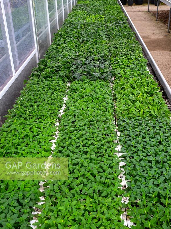 Bedding plant plugs of Verbena hybrida 'Twister' in greenhouse in February, Norfolk, UK. 