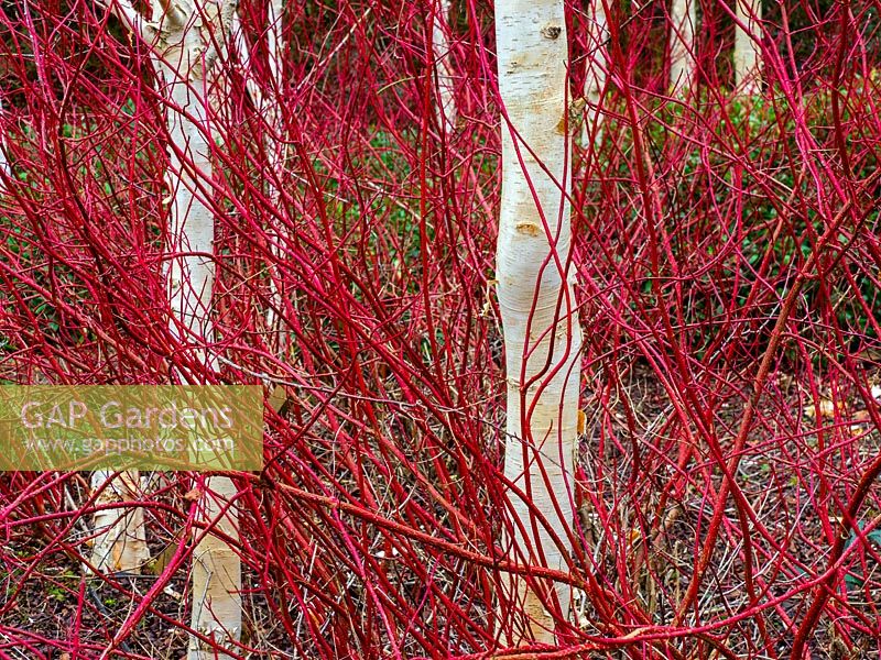 Betula utilis var jacquemontii - Himalayan Birch - and Cornus sibirica - Red Dogwood