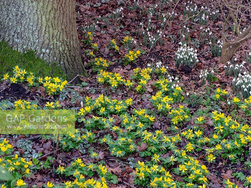 Naturalised Eranthis hyemalis - Winter Aconite - near base of tree with Galanthus - Snowdrop nearby