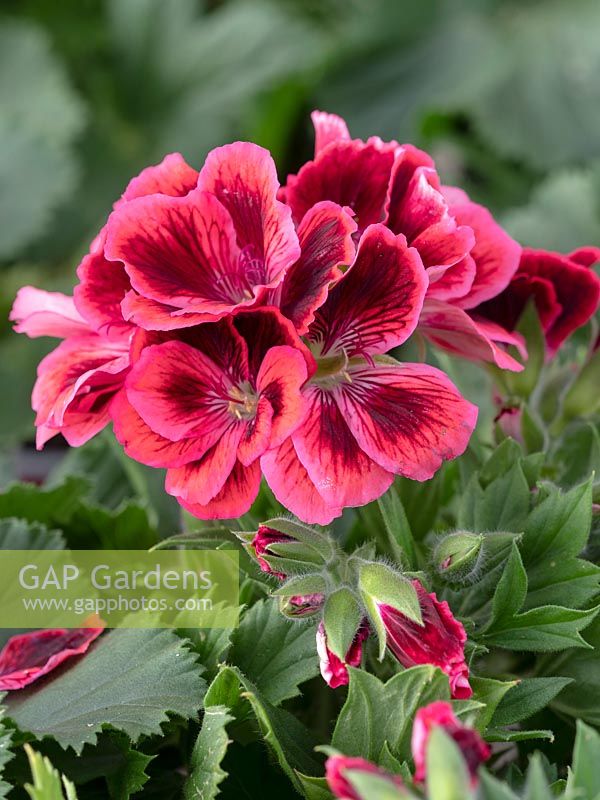 Pelargonium 'Aristo Schoke' - Regal 