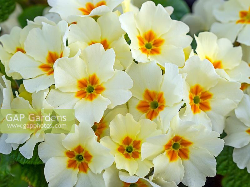 Primula 'Clotted Cream' -  Primrose 