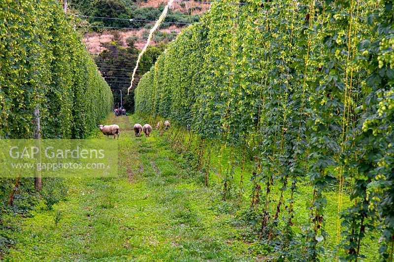 Commercial Hops Humulus lupulus growing in Nelson New Zealand