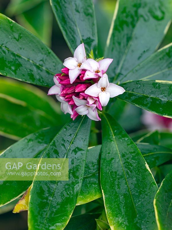 Daphne odora 'Aureomarginata' - Winter Daphne flowering early March. 