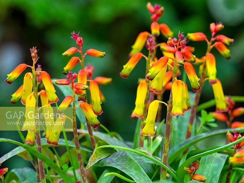 Lachenalia aloides 'Nelsonii' - Cape Cowslip 'Nelsonii' 