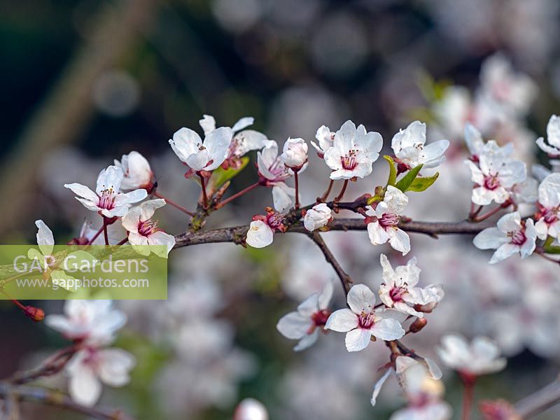 Prunus cerasifera 'Hessei' - cherry plum tree blossom 