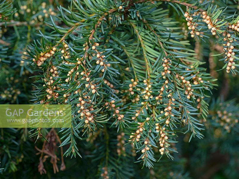 Taxus baccata - Yew flowers