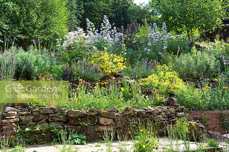 Tiered stone terraces with naturalistic planting including Euphorbia, Nepeta, Centaurea, Campanula lactiflora and Alchemilla mollis.